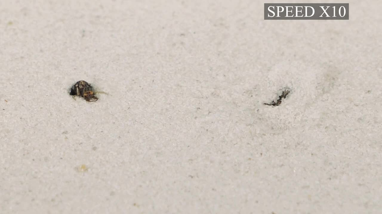 THE BRUTAL BATTLE OF THREE ANT LIONS AND TWO MOLE CRICKETS ! [Live feeding!]-10