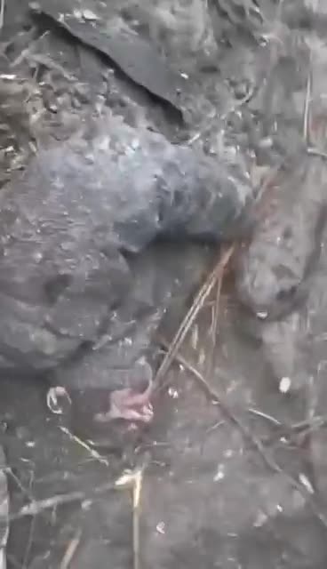 Defeated Ukraine positions in front of Ugledar immediately after the assault.