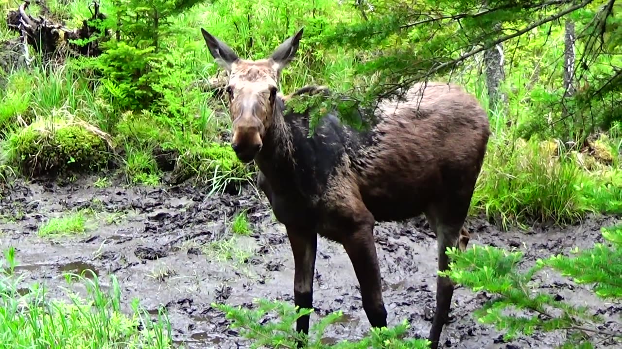 Mudhole Moose