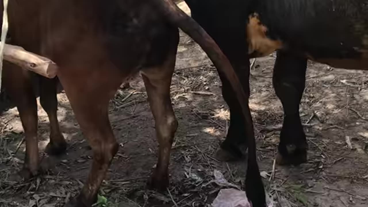 Horse mating season Animal crossing new video