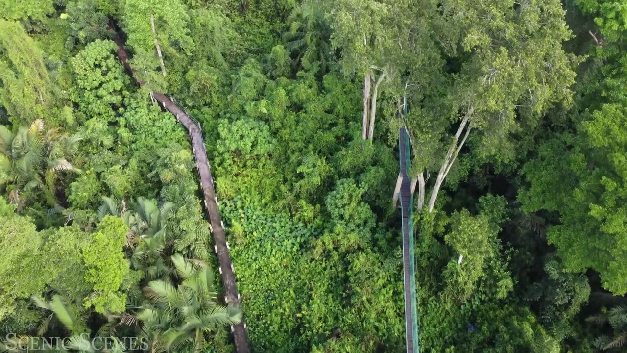 Malaysia In 4k - The Land Of Beautiful Topical Rainforest | Scenic Relaxation Film