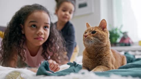 cute cat watching video with kids