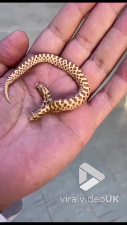 Two headed snake in guys palm