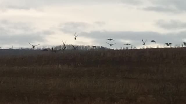 Geese
