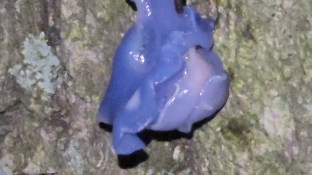 Slugs fuckin