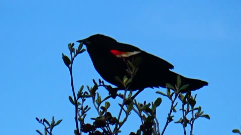 Red-winged blackbird