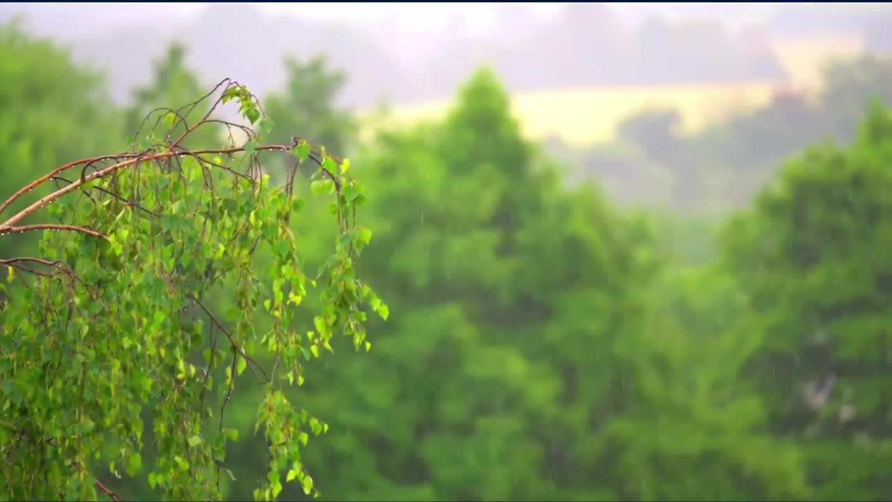 Rain Sounds for Relaxing, Focus or Deep Sleep 🌧 Nature White Noise