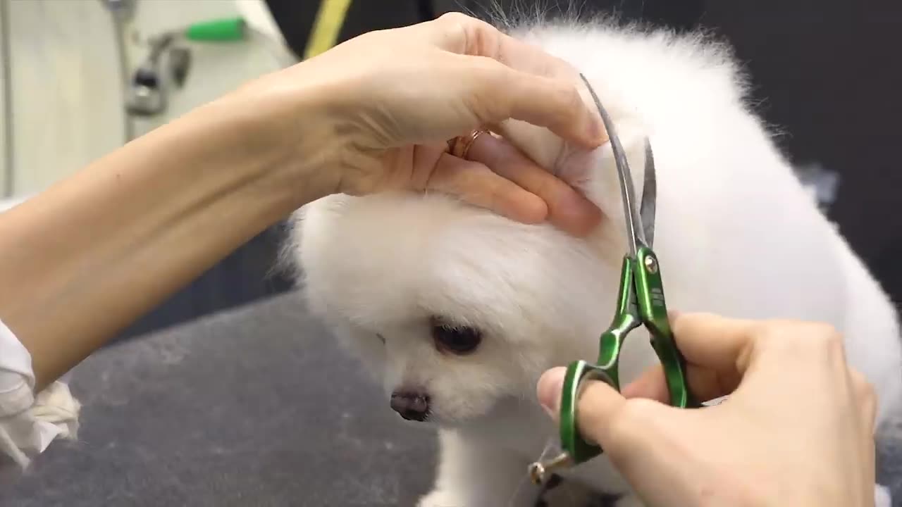 Dog Pet Puppy Pomeranian Grooming Teddy