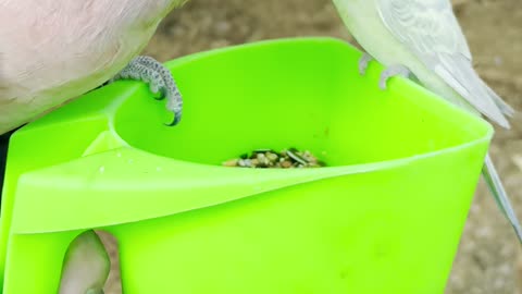 Cockatoo vs Budgie!!