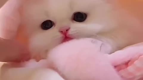 Cute Cat 😺