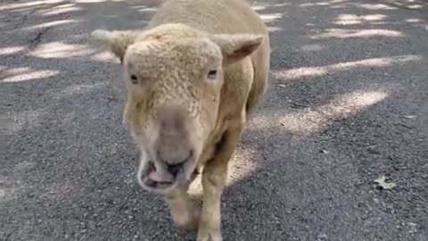 Friends, do you know this animal? I have never seen