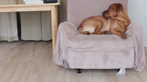 Adorable Dog and Cat Relaxing in Bubbles - Heartwarming Animal Bliss!
