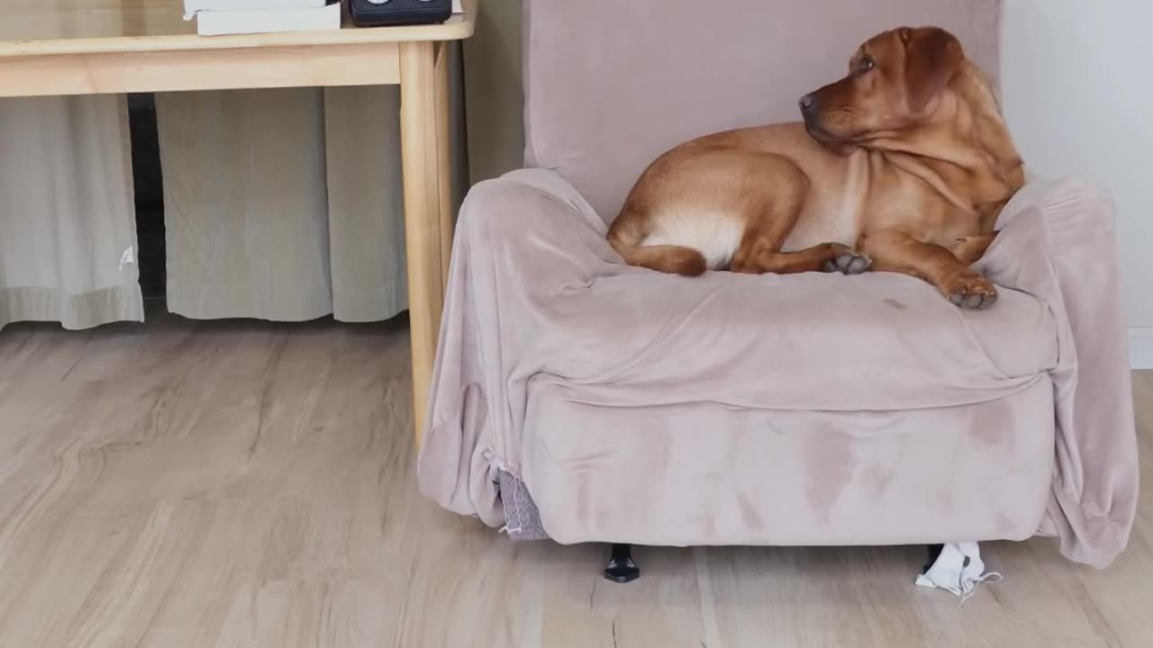 Adorable Dog and Cat Relaxing in Bubbles - Heartwarming Animal Bliss!