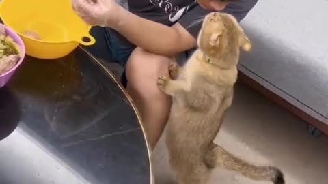 Funny cat