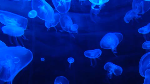 The wonders of the seas and the enchanting beauty of nature