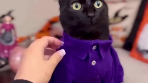 Cute_animals_moments#