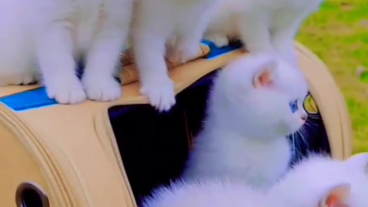 cute cat play zoon