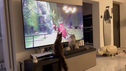 TV watching cats are really rare