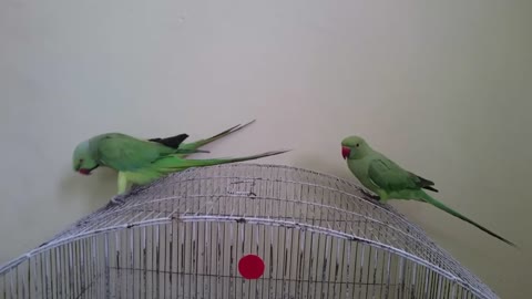 Ringneck Parrots Talking to Each Other