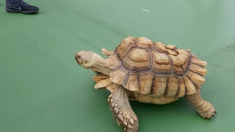 turtle taking a walk