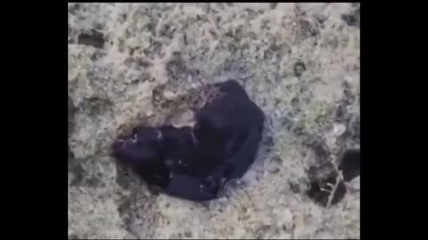 BLACK GOO