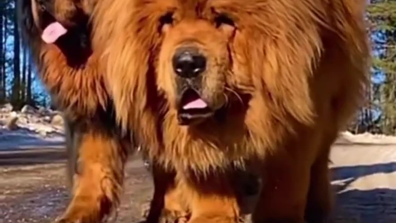 World's Biggest and Deadliest Dog