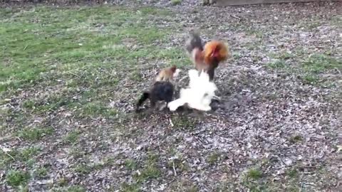 Funny rooster fights