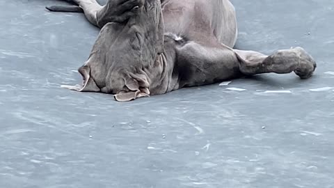 Great Dane Naps on Trampoline