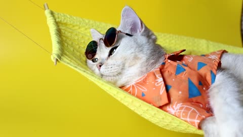 Adorable white cat in sunglasses and an shirt, lies on a fabric hammock, on a yellow background