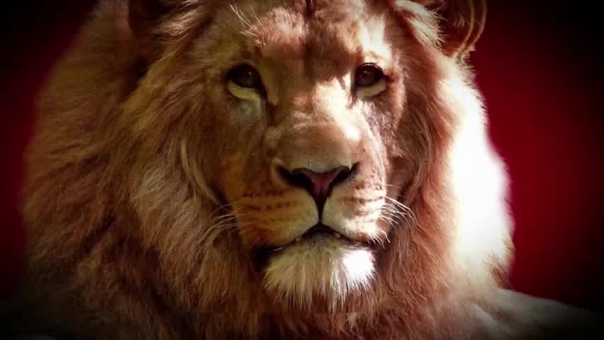 Lion national geographic