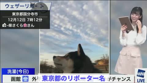 猫リポートなのに犬ばっかり送られてきて爆笑 【大島璃音】_1