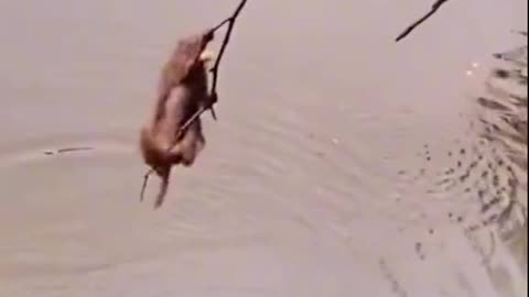 Funny animals