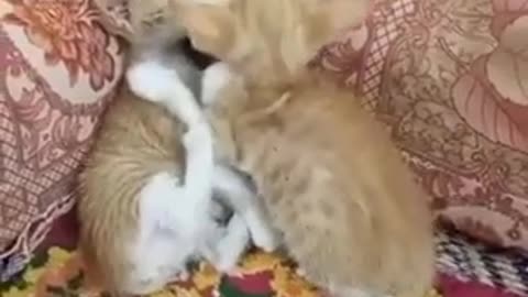 A Innocent Kitten Tries To Wake up Dead Brother # How Sad 😔#