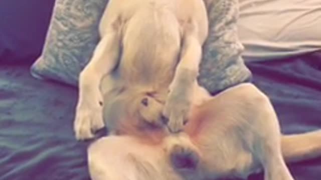 Relaxed dog sprawls out on bed to watch TV