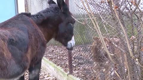 Donkey Opens Gate Using Its Mouth And Meets Its Friend