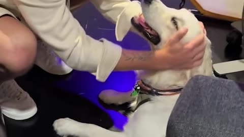 This big pup went on live TV and did his very best 🐶