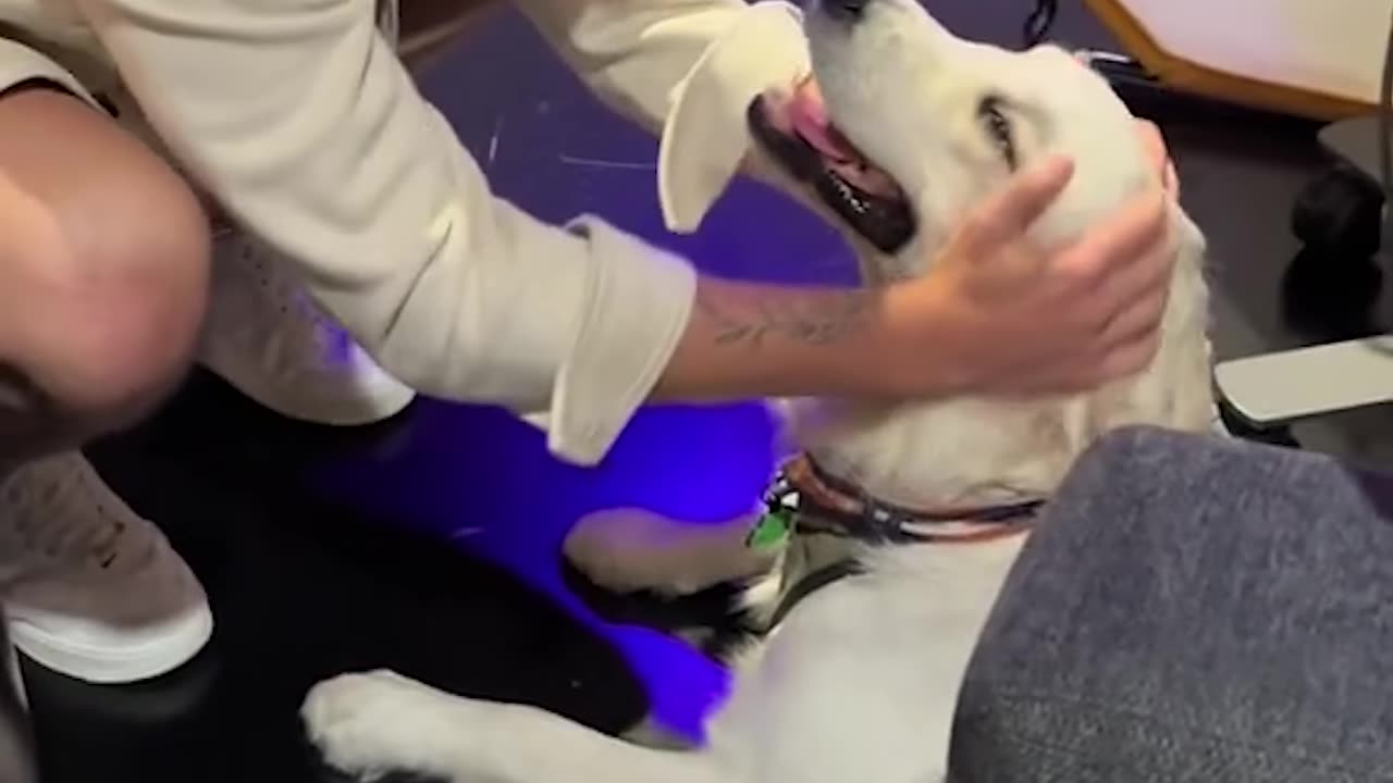 This big pup went on live TV and did his very best 🐶