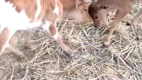 cute baby cow 🐮🐮