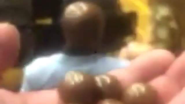 A head like chocolate