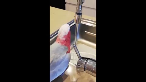 Funny animals - Funny cats / dogs - Funny animal videos