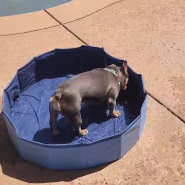 Lovie's new pool!