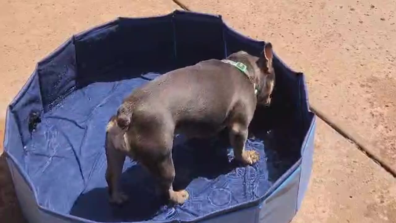 Lovie's new pool!