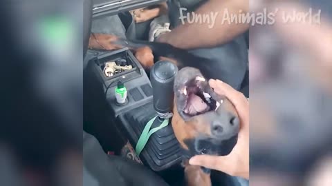 Funniest Dogs And Cats Videos 😅 - Best Funny Animal Videos 2022🥰 #16