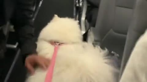 #Maya291Flight #🇦🇪✈🇨🇦 #Pets #smartdogchallenge