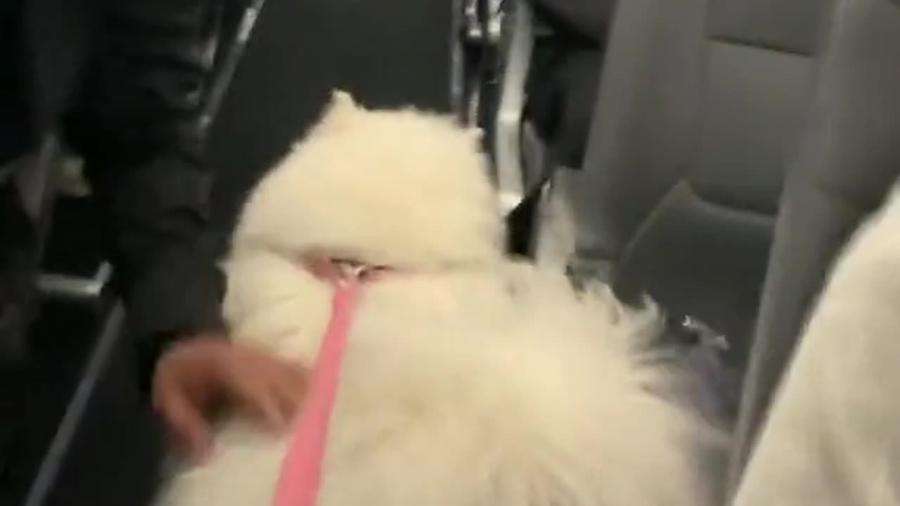 #Maya291Flight #🇦🇪✈🇨🇦 #Pets #smartdogchallenge