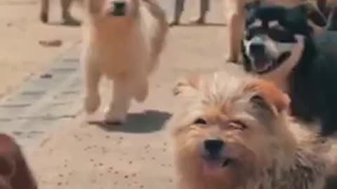 Heaven of adorable dogs