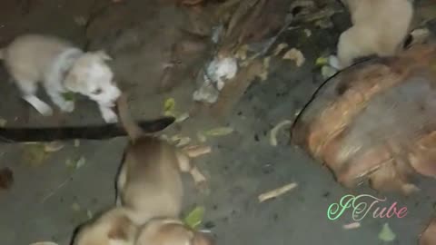 Little puppy video