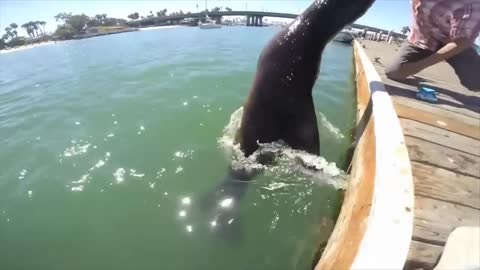 SEAL kiss very hard the HOOMAN
