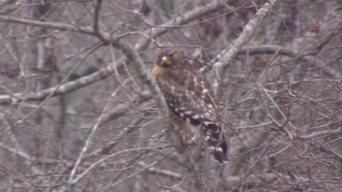 Hawk in NC