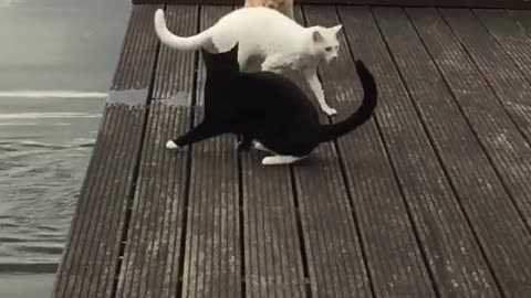Swimming Cat
